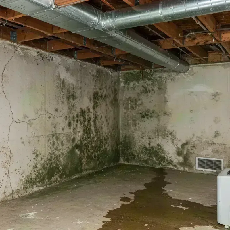 Professional Mold Removal in Grand County, CO